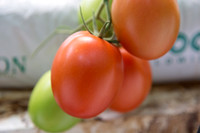 Tomato_SV4401TJ_MX_0072