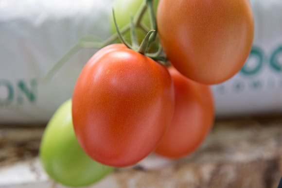 Tomato_SV4401TJ_MX_0072