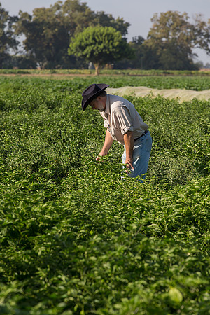 HotPeppers_FieldDays_Woodland_CA_0058