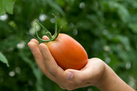 Tomato_SV4401TJ_MX_0043
