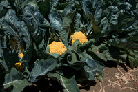 Cauliflower_Cheddar_CA_0014