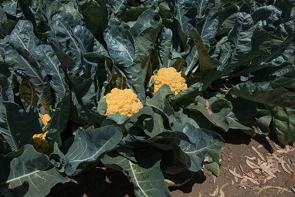 Cauliflower_Cheddar_CA_0014