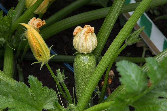 Squash_PS7464_MX_0032
