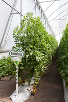 Tomato_SV4401TJ_MX_0091