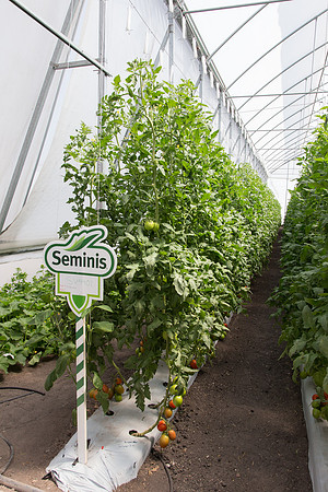 Tomato_SV4401TJ_MX_0091