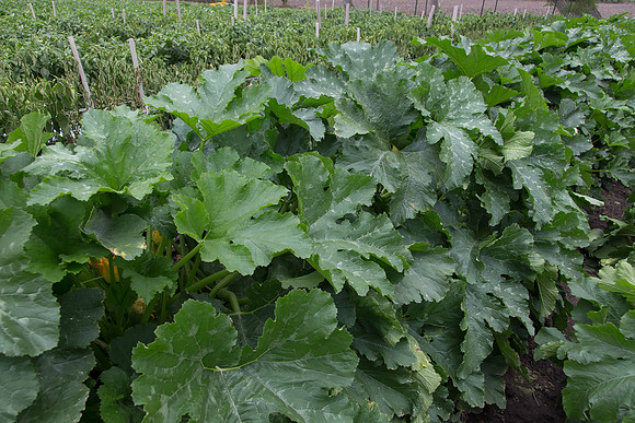 Squash_PS7464_MX_0012