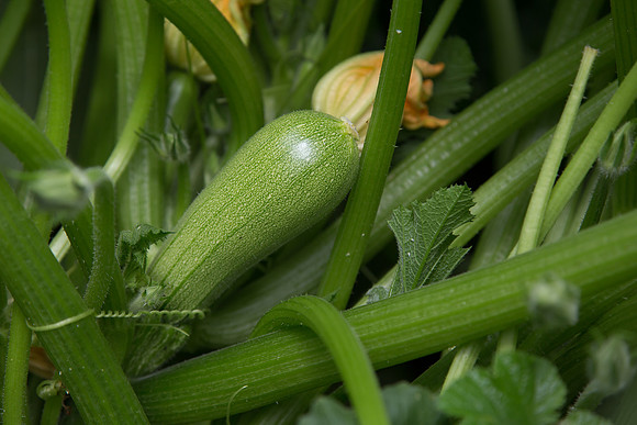 Squash_PS7464_MX_0020