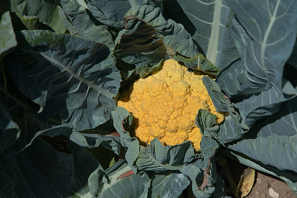 Cauliflower_Cheddar_CA_0007