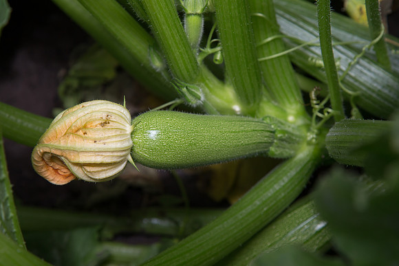Squash_PS7464_MX_0024