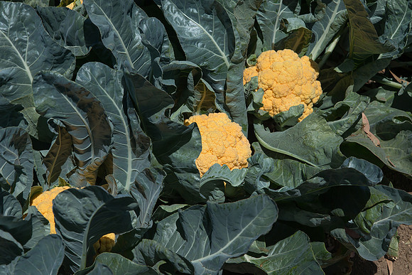 Cauliflower_Cheddar_CA_0009