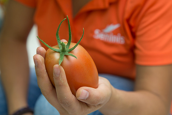 Tomato_SV4401TJ_MX_0027