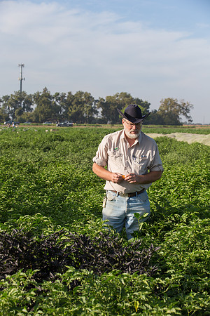 HotPeppers_FieldDays_Woodland_CA_0026