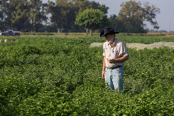 HotPeppers_FieldDays_Woodland_CA_0071