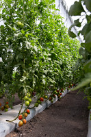 Tomato_SV4401TJ_MX_0098