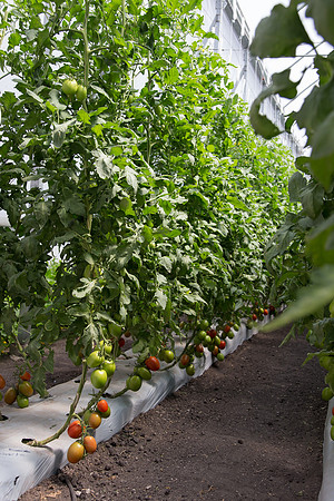 Tomato_SV4401TJ_MX_0098