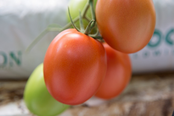 Tomato_SV4401TJ_MX_0071