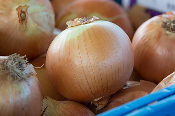 Onion_SV3176NG_CA_0002