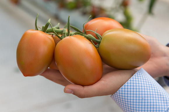 Tomato_SV4401TJ_MX_0086