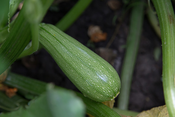 Squash_Terminator_MX_0021