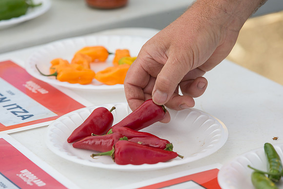 HotPeppers_FieldDays_Woodland_CA_0163