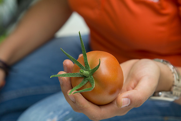 Tomato_SV4401TJ_MX_0019