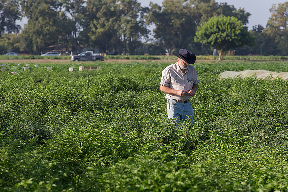 HotPeppers_FieldDays_Woodland_CA_0039