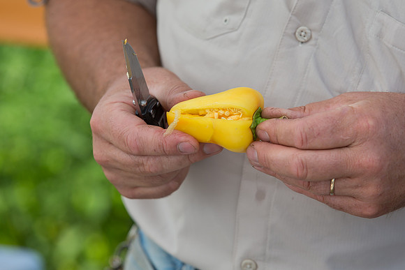 HotPeppers_FieldDays_Woodland_CA_0171