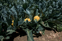 Cauliflower_Cheddar_CA_0012