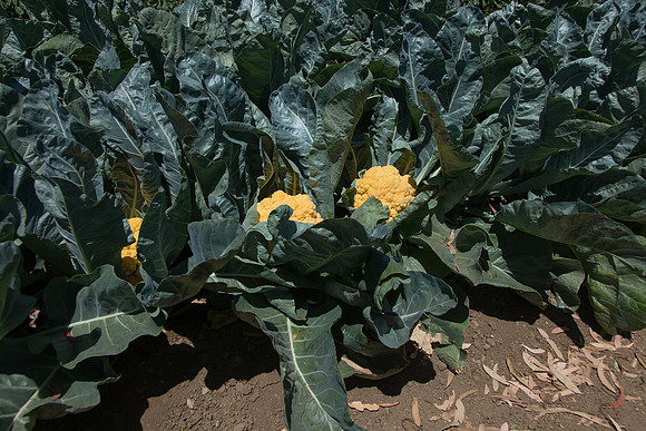 Cauliflower_Cheddar_CA_0012