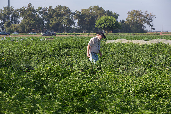 HotPeppers_FieldDays_Woodland_CA_0042