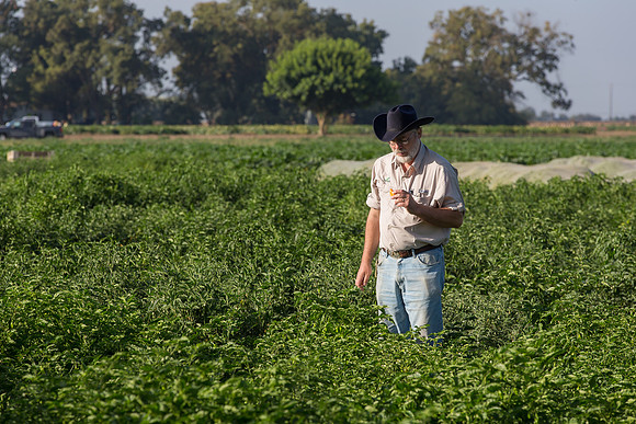 HotPeppers_FieldDays_Woodland_CA_0065