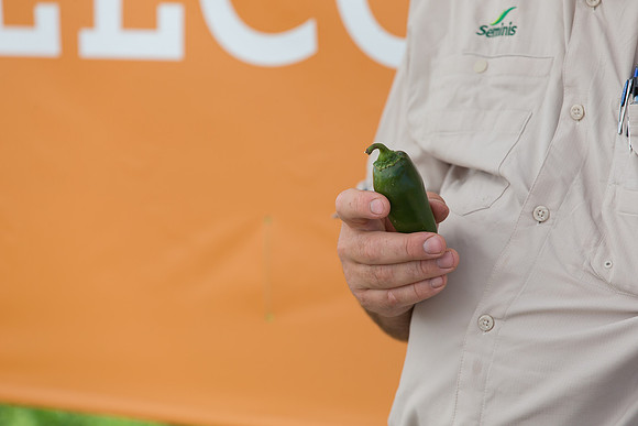 HotPeppers_FieldDays_Woodland_CA_0192