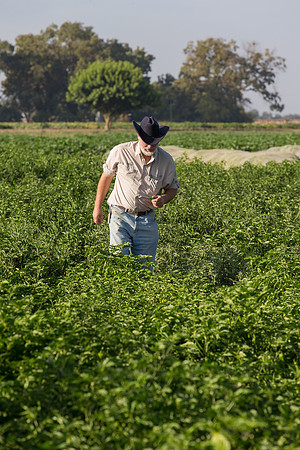 HotPeppers_FieldDays_Woodland_CA_0054