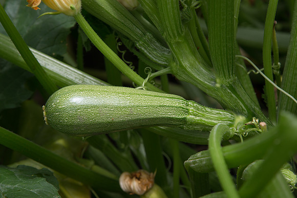 Squash_Terminator_MX_0005