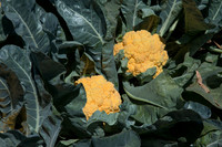 Cauliflower_Cheddar_CA_0011