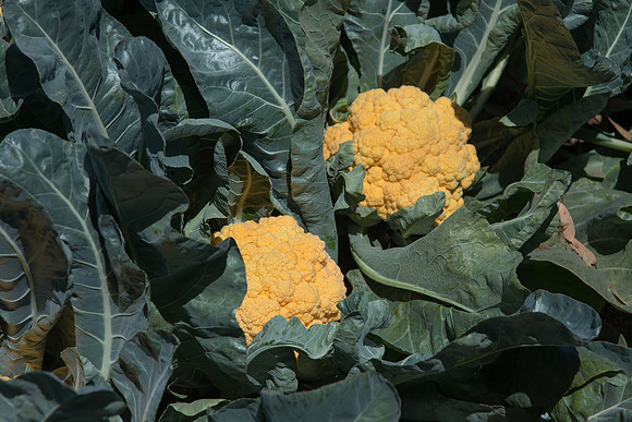 Cauliflower_Cheddar_CA_0011