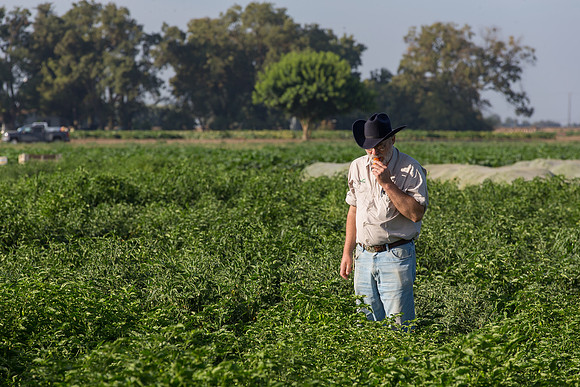 HotPeppers_FieldDays_Woodland_CA_0066