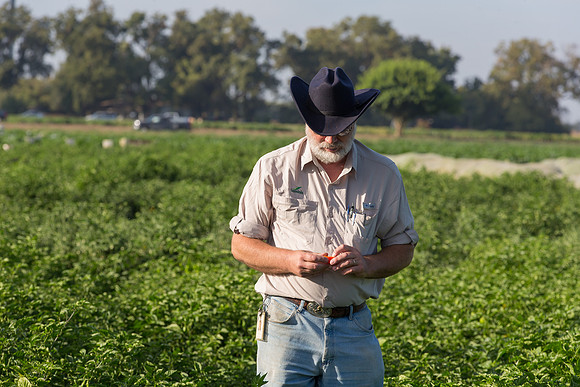 HotPeppers_FieldDays_Woodland_CA_0015