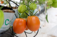 Tomato_SV4401TJ_MX_0012
