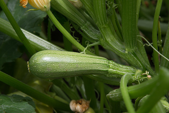 Squash_Terminator_MX_0006
