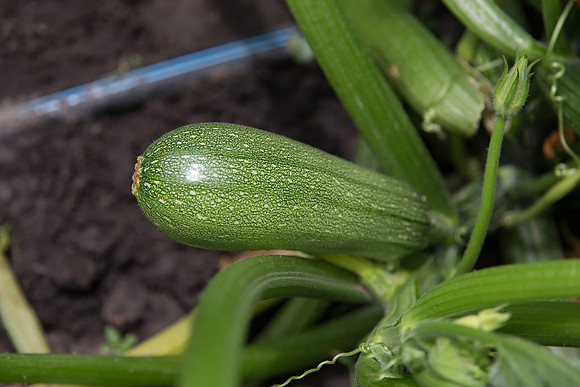 Squash_Terminator_MX_0017
