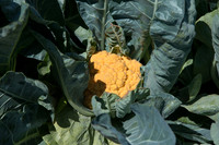 Cauliflower_Cheddar_CA_0003