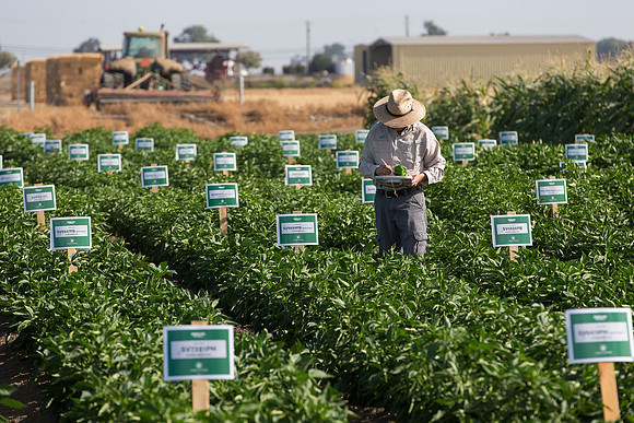 SweetPeppers_FieldDays_Woodland_CA_0187