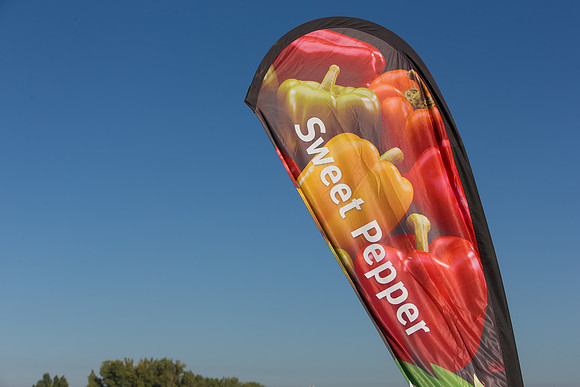 SweetPeppers_FieldDays_Woodland_CA_0001