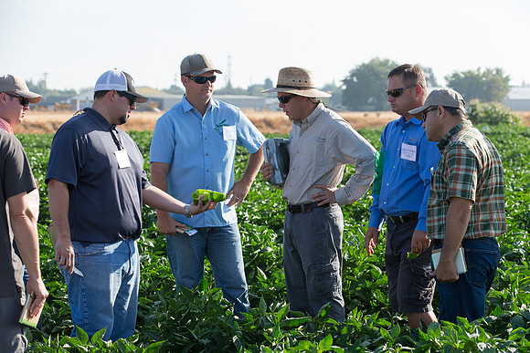 SweetPeppers_FieldDays_Woodland_CA_0145