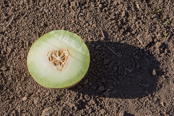 Melon_Melidor_CA_0007