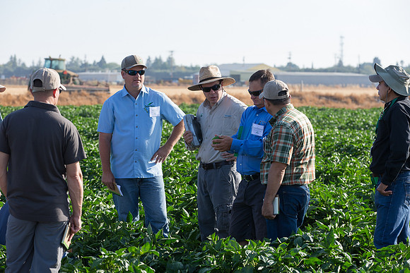 SweetPeppers_FieldDays_Woodland_CA_0136