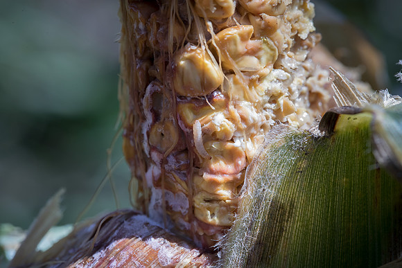 MON_Traits2018_CornEarworm_0236