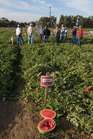 Watermelon_SV7018WA_CA_0028