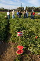 Watermelon_SV7018WA_CA_0026